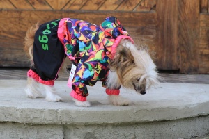 FOTO – Obleček pro psy – nepromokavá pláštěnka pro fenky od ForMyDogs – ABSTRACT FLOWERS (3)