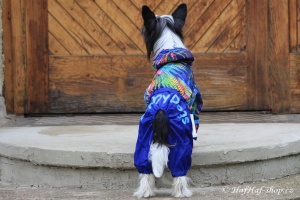FOTO – Oblečky pro psy – lehoučká pláštěnka pro psy malých plemen, modrá s barevným potiskem (5)