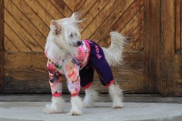 FOTO – Obleček pro psy – pláštěnka pro fenky malých až středních plemen od For My Dogs (2)