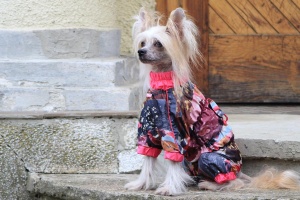 FOTO – Obleček pro psy – pláštěnka pro fenky od ForMyDogs – SAKURA (2)