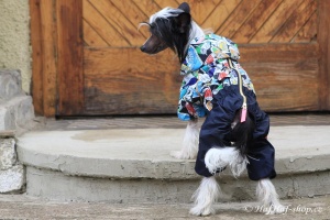 FOTO – Obleček pro psy – pláštěnka FMD, nový super komfortní a funkční model SNEAKERS (6)