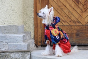 FOTO – Oblečky pro psy i fenky – inovovaná, super komfortní a funkční pláštěnka pro fenky UMBRELLAS (5)