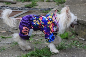 FOTO – Oblečky pro psy – inovovaná, super komfortní a funkční pláštěnka pro fenky VIOLET SPOTS (3)