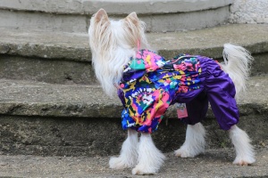 FOTO – Oblečky pro psy – inovovaná, super komfortní a funkční pláštěnka pro fenky VIOLET SPOTS