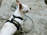  Klasický popruhový postroj pro psy od tradičního výrobce outdoorového vybavení pro psy HURTTA, řada Casual. Rychlozapínání na dvě spony, nastavitelné rozměry, 3M reflexní prvky. Barva černá. (3)