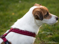   Klasický popruhový postroj pro psy od tradičního výrobce outdoorového vybavení pro psy HURTTA, řada Casual. Barva červená. (FOTO 5)