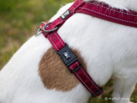   Klasický popruhový postroj pro psy od tradičního výrobce outdoorového vybavení pro psy HURTTA, řada Casual. Barva červená. (FOTO 6)