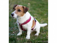   Klasický popruhový postroj pro psy od tradičního výrobce outdoorového vybavení pro psy HURTTA, řada Casual. Barva červená. (FOTO 8)