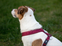  Klasický popruhový postroj pro psy od tradičního výrobce outdoorového vybavení pro psy HURTTA, řada Casual. Barva červená. (FOTO)