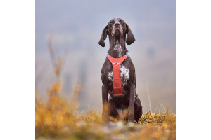 Konečně postroj, který neomezuje v pohybu ani ty nejsilnější psy! Postroj Hurtta Rover s unikátním nastavitelným hrudním polstrováním dopřeje vašemu parťákovi přirozený pohyb bez odírání a vám stoprocentní kontrolu (2)