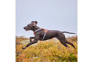 Konečně postroj, který neomezuje v pohybu ani ty nejsilnější psy! Postroj Hurtta Rover s unikátním nastavitelným hrudním polstrováním dopřeje vašemu parťákovi přirozený pohyb bez odírání a vám stoprocentní kontrolu (4)