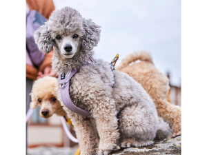  Postroj HURTTA SEEKER – ten nejlepší první postroj pro vaše štěně i dospělé malé průzkumníky! Lehký, měkký a plně nastavitelný postroj z recyklovaných materiálů dopřeje malým psům naprostou svobodu pohybu (3)