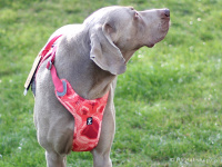    Ergonomický nastavitelný postroj pro psy HURTTA z měkkého prodyšného polyesteru se zvýšenou odolností vůči povětrnostním vlivům. Barva červená, vzor Coral CAMO. (FOTO 5)
