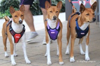 Postroj pro psy značky ForMyDogs v tmavě modré barvě. Pevný odolný materiál, polstrování na hrudníku, bezpečnostní reflexní prvky (2).