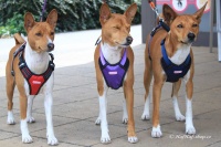 Postroj pro psy značky ForMyDogs v zářivě fialové barvě. Pevný odolný materiál, polstrování na hrudníku, bezpečnostní reflexní prvky (3).