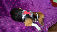 Nastavitelný postroj pro psy od RED DINGO vhodný pro každodenní používání díky podšívce z jemného flísu. Foto zákazníků. (6)