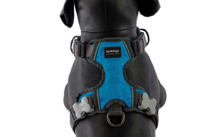  Polstrovaný postroj pro psy Red Dingo v krásné tyrkysové barvě je skvělý parťák na každodenní venčení ve městě i v přírodě, ale neztratí se ani při sportovních aktivitách (10)