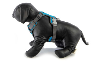  Polstrovaný postroj pro psy Red Dingo v krásné tyrkysové barvě je skvělý parťák na každodenní venčení ve městě i v přírodě, ale neztratí se ani při sportovních aktivitách (3)