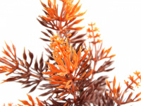 Dekorativní umělá rostlina do akvária od Sydeco. Přirozený vzhled, stabilní základna z oblázků spojených pryskyřicí. Výška 15 cm. (2)