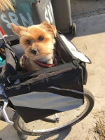 Praktický přepravní box-taška na psa k připevnění na řídítka. Foto zákazníků. (2)