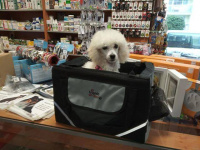 Praktický přepravní box-taška na psa k připevnění na řídítka. Foto zákazníků.
