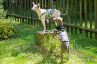 Obleček pro psy i fenky – stylové tílko s kapucí od For My Dogs (2)