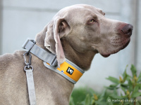   Klasické popruhové vodítko pro psy HURTTA z pevného nylonu s bohatě polstrovanou rukojetí a inovovanou lehoučkou karabinou. Barva oranžová. (FOTO)