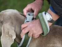    Klasické popruhové vodítko pro psy HURTTA z pevného nylonu s bohatě polstrovanou rukojetí a inovovanou lehoučkou karabinou. Barva zelená. (FOTO 2)