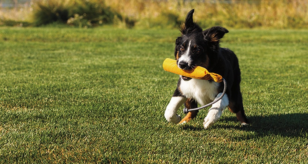 Odolná hračka pro psy od RUFFWEAR