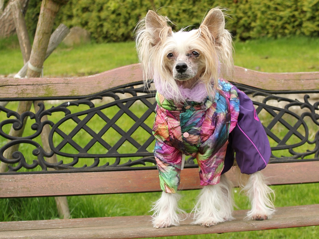 Oblečky pro psy FMD – Pestrobarevný zimní overal pro fenky FMD
