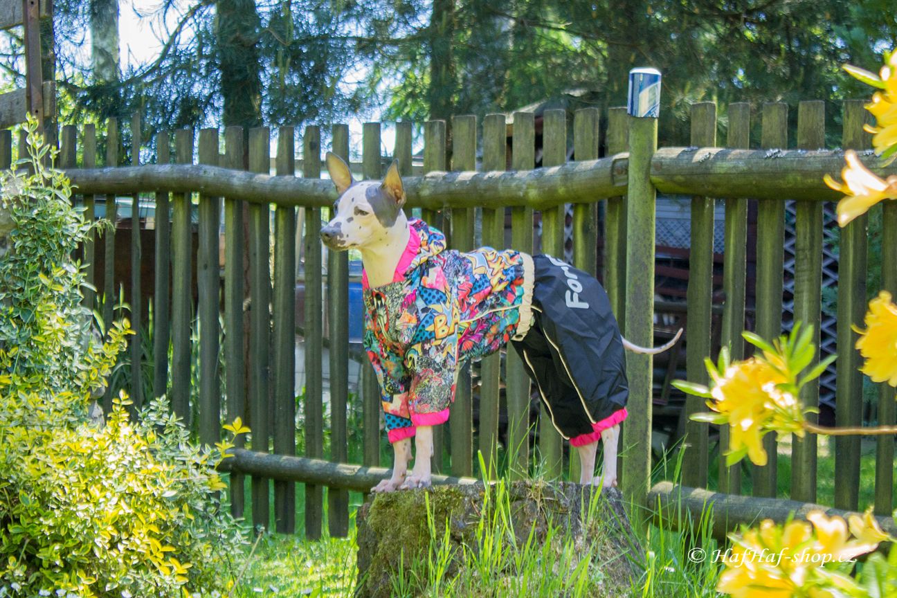 Obleček pro fenky malých až středních plemen – pláštěnka od For My Dogs. Zapínání na druky na břiše, hladká podšívka, barva černá s barevným potiskem