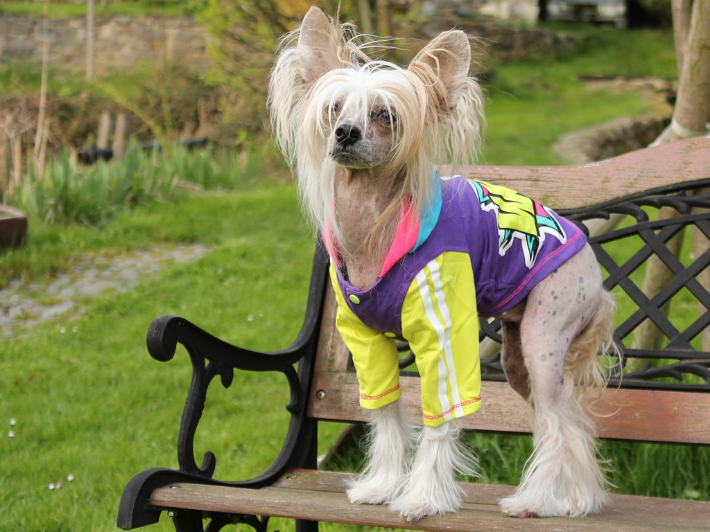 Oblečky pro psy – Bavlněná mikina pro psy i fenky od For My Dogs