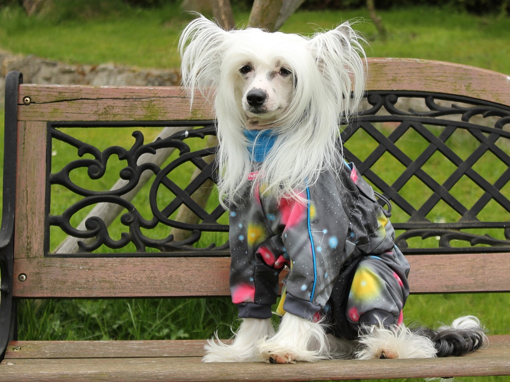 Oblečky pro psy FMD – Zimní overal pro psy z membránové látky