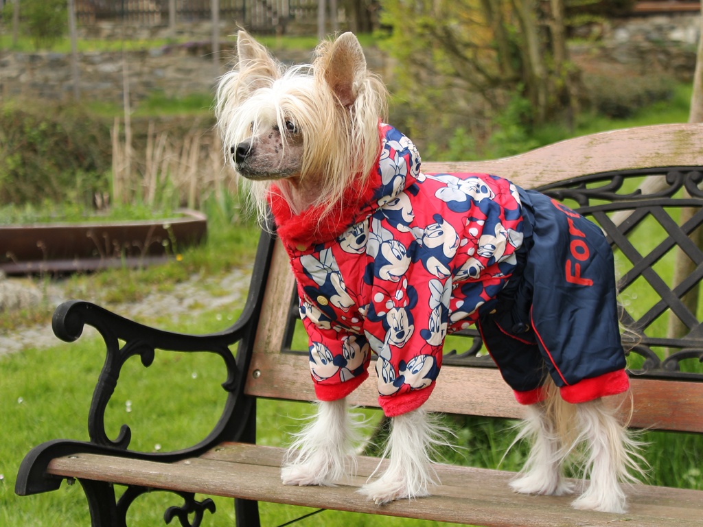 Oblečky pro psy FMD – Zimní overal pro fenky, potisk Minnie