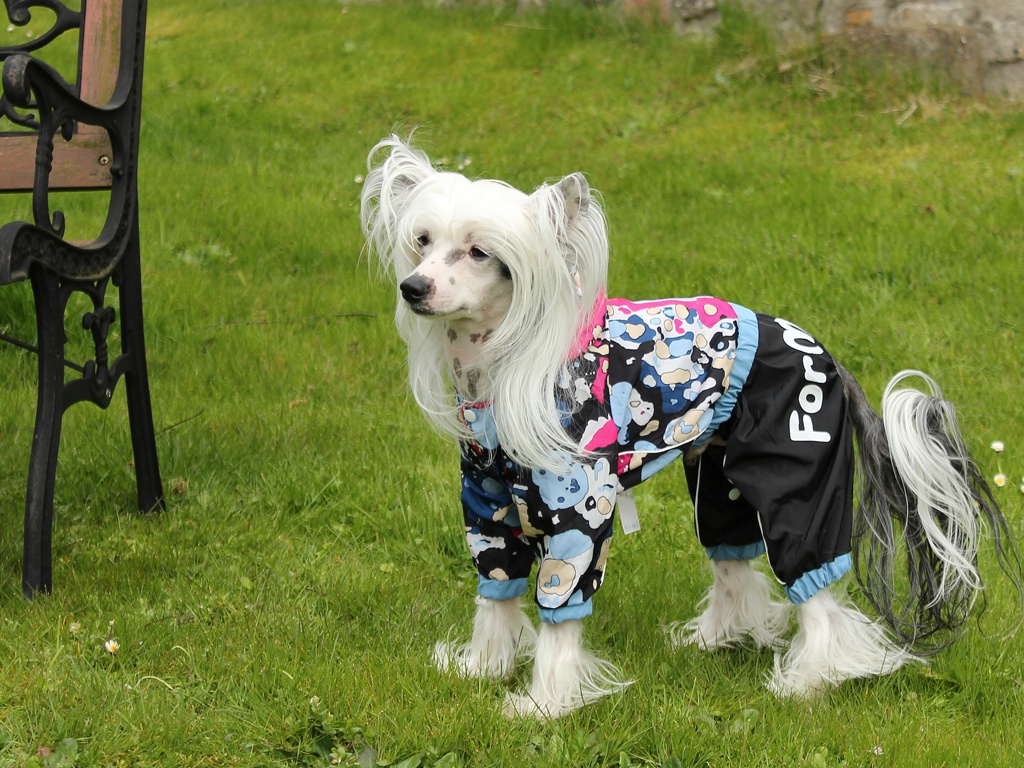 Oblečky pro psy FMD – Pláštěnka pro psy, modročerná