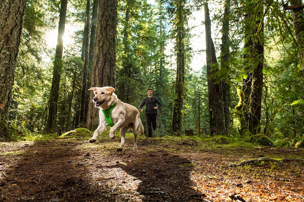 Postroj pro psy RUFFWEAR Front Range – zelený