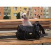 Luxusní taška pro psy Urban PUP (2)