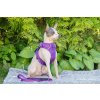 Vodítko pro psy Front Range od Ruffwear – fialové 2
