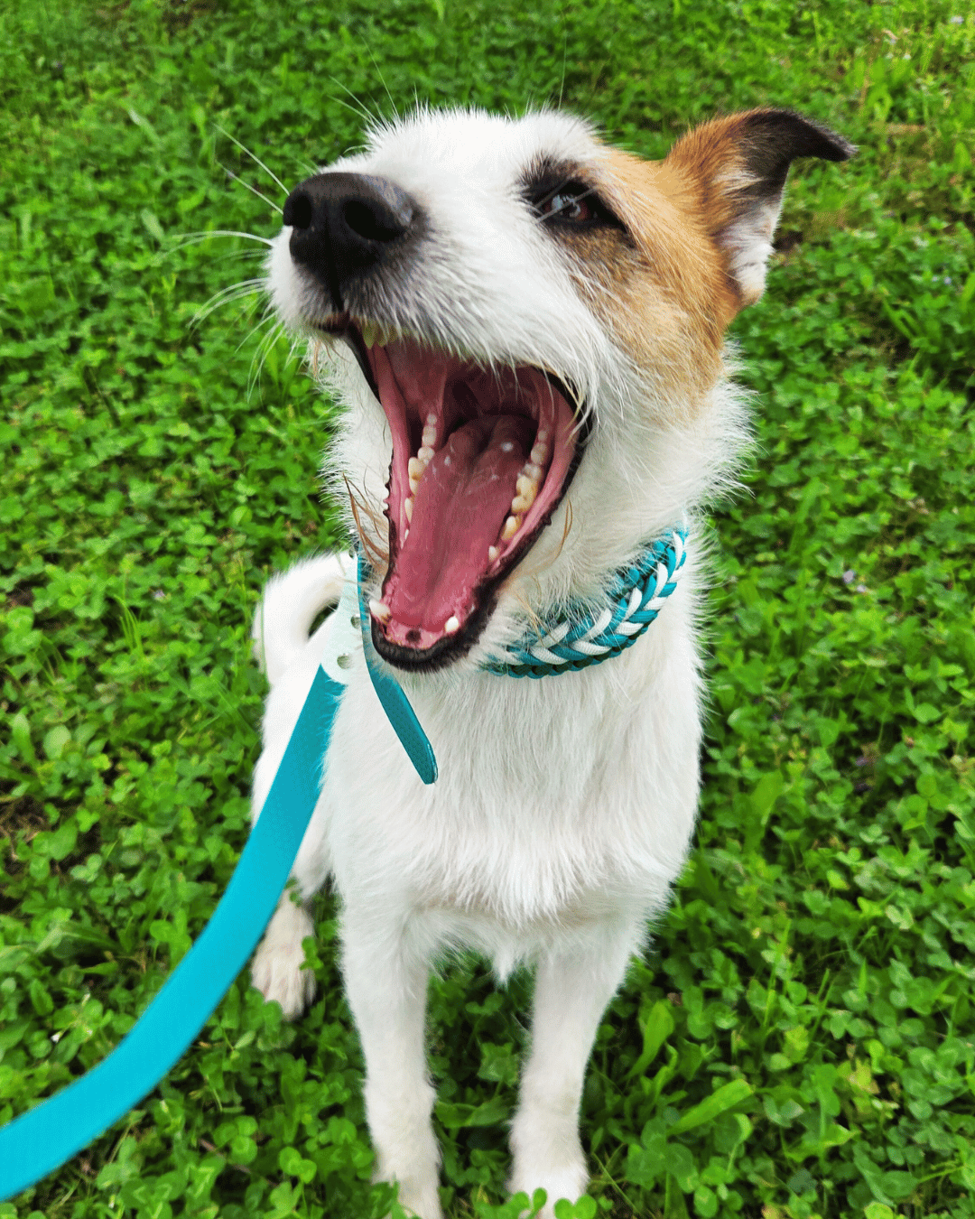 Starostlivosť o obojky, postroje a vodítka