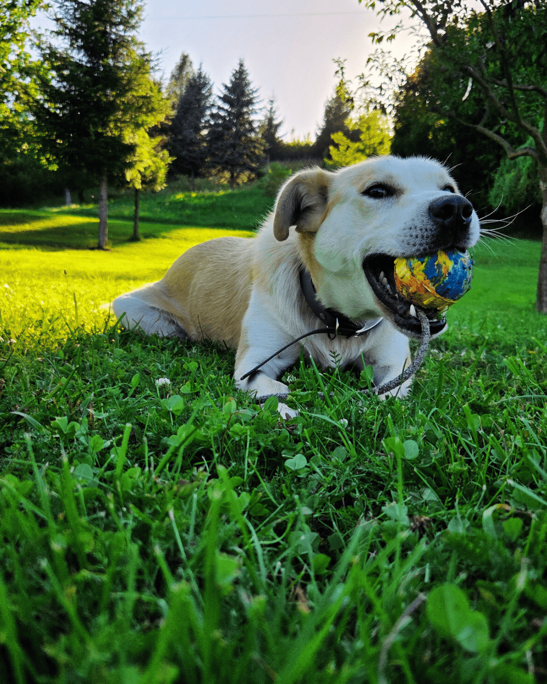 Čo zbaliť psíkovi do nášho hotela