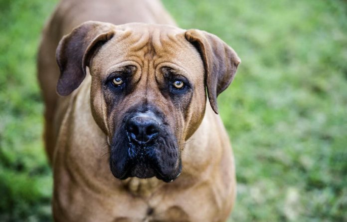 Búrsky buldog