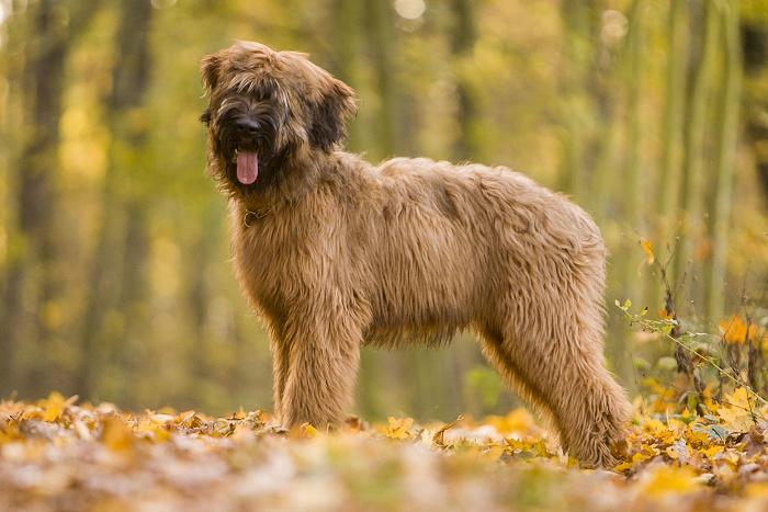 Briard