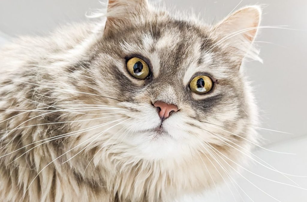 Britská dlhosrstá mačka