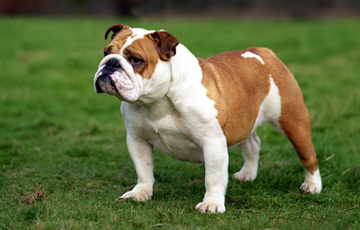 Anglický buldog