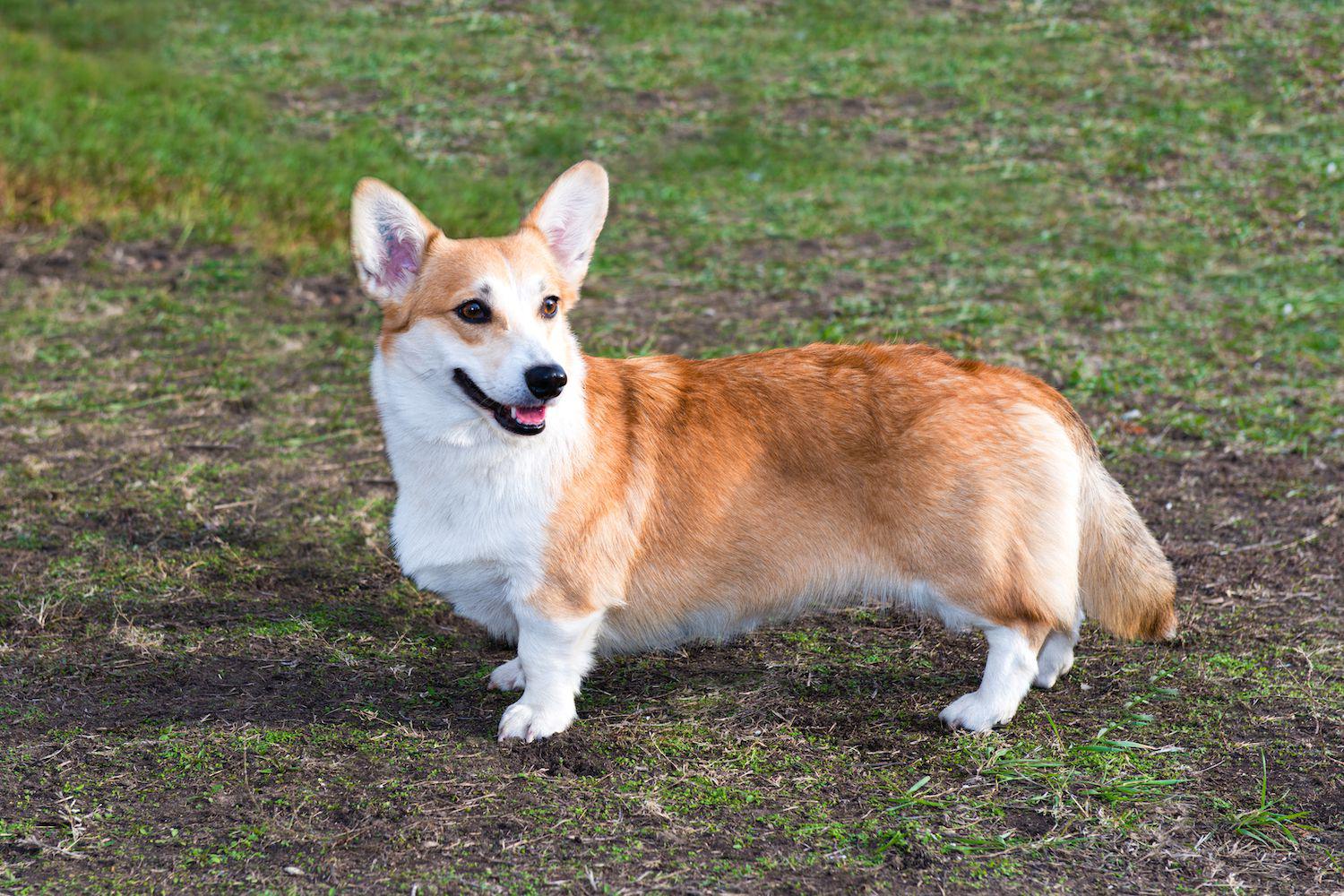 Welsh Corgi Cardigan