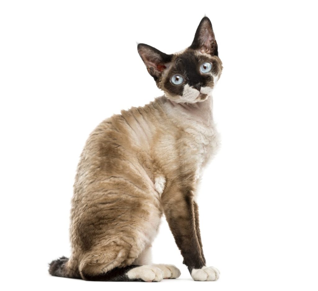 Devon Rex