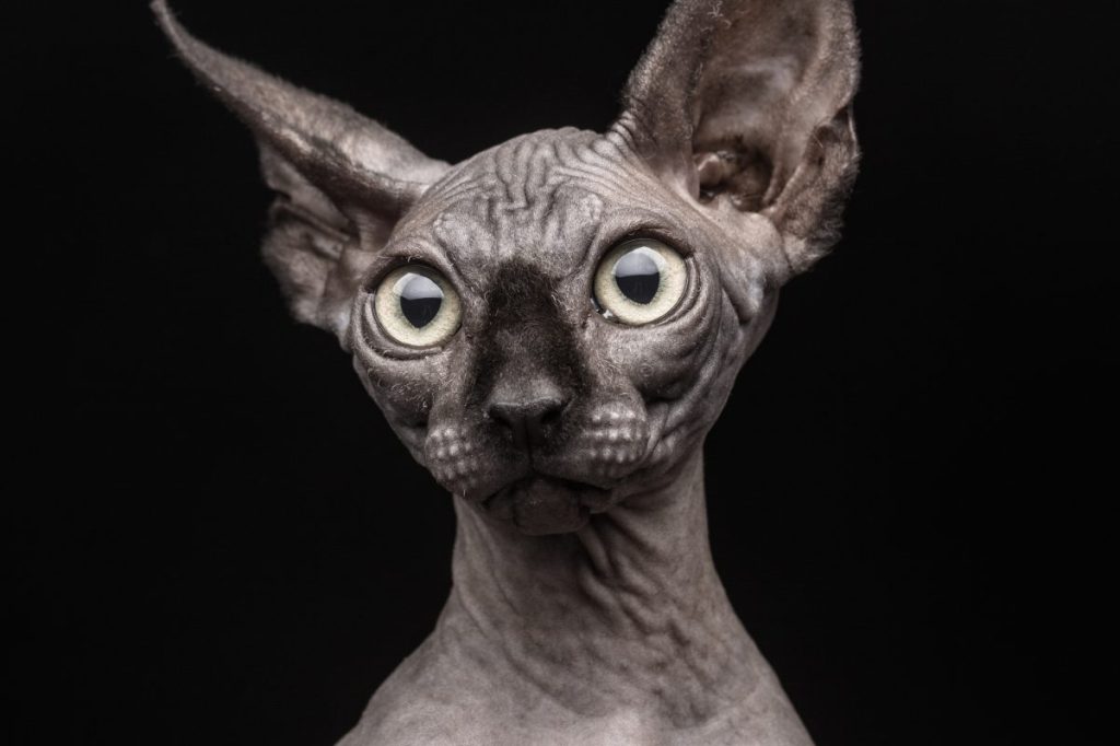 Don Sphynx