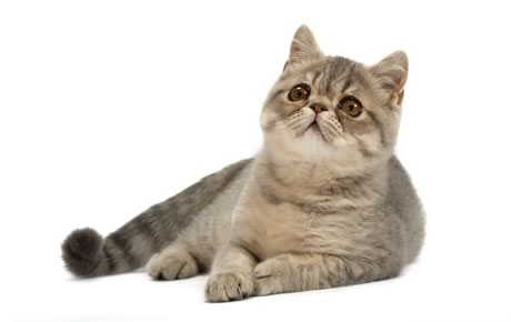 Exotic Shorthair