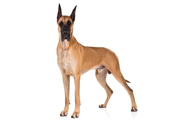 Nemecká doga