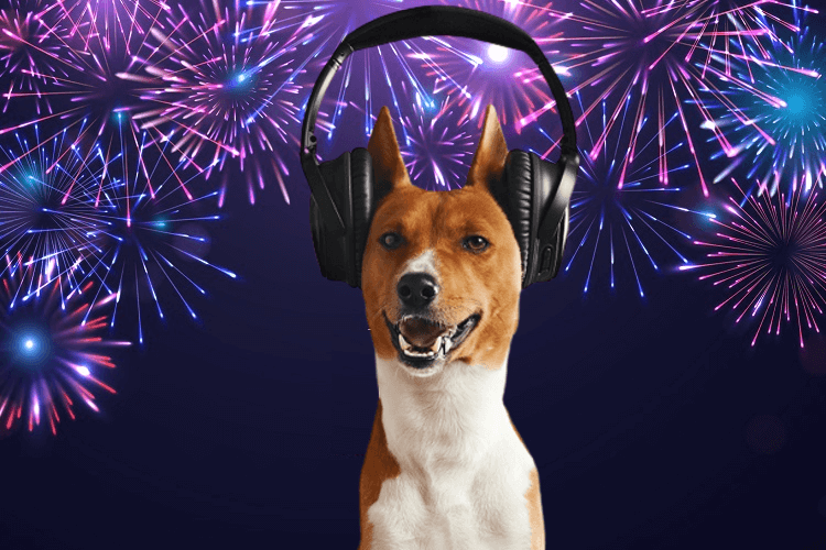 Ukľudnenie psa na Silvestra